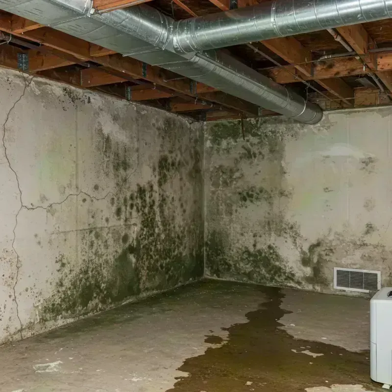 Professional Mold Removal in Basalt, CO